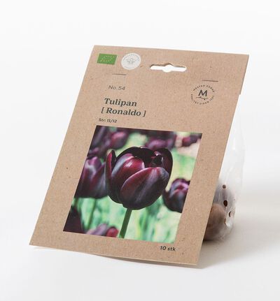 Tulipan triumph ronaldo høstløk